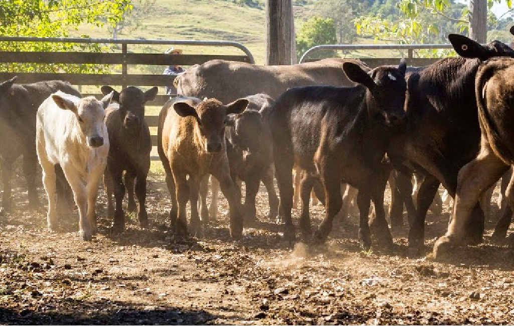 FIELD DAY: Cattle producers are invited to learn about a range of issues that can impact herd productivity. FIELD DAY: Cattle producers are invited to learn about a range of issues that can impact herd productivity.
